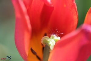 Tulpen03.jpg