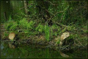 Ruhe-SDIM1071.jpg Ruhe-SDIM1071.jpg