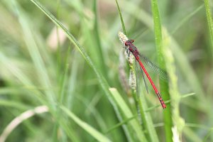 Libelle rot.jpg Libelle rot.jpg