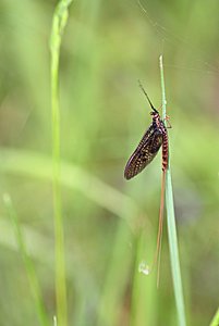 Maifliege 1.jpg Maifliege 1.jpg