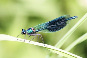 Libelle.JPG Libelle.JPG