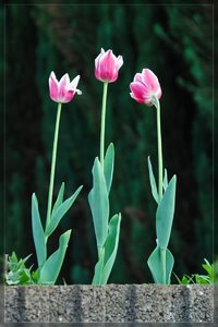 Flowers-SD15 - SDIM4376.jpg