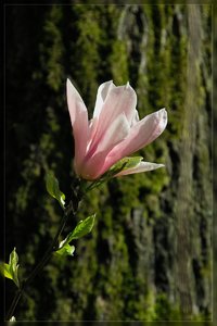 Flowers-SD15 - SDIM3510.jpg