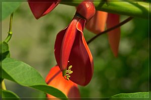 Flowers-SD14 - SDIM6322.jpg
