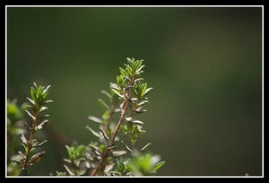 GewürzeThymian0001.jpg