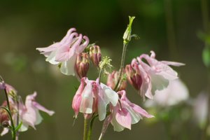 Blume_schick_klein.jpg Blume_schick_klein.jpg