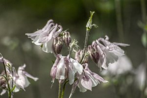 Blume_hdr_schick_klein.jpg Blume_hdr_schick_klein.jpg