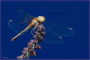 gemeine Heidelibelle-2.jpg