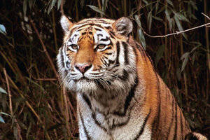 -Tiger-.jpg -Tiger-.jpg