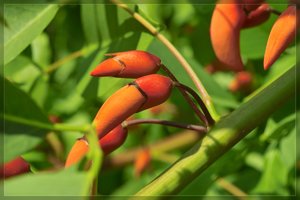 Blüte-SD14 - SDIM6319.jpg