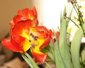 Tulpen001.jpg