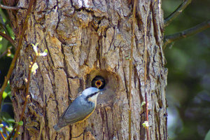 Kleiber_1.jpg Kleiber_1.jpg