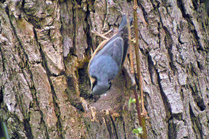 Kleiber_3.jpg Kleiber_3.jpg