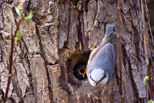 Kleiber_4.jpg Kleiber_4.jpg