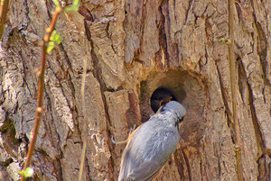 Kleiber_5.jpg Kleiber_5.jpg