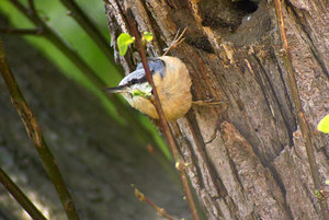 Kleiber_6.jpg Kleiber_6.jpg