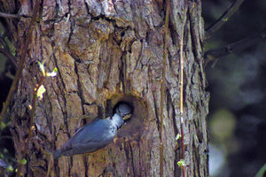 Kleiber_2.jpg Kleiber_2.jpg