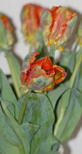 Tulpen003.jpg Tulpen003.jpg