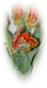 Tulpen004.jpg Tulpen004.jpg