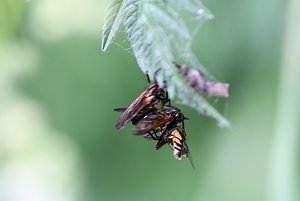 Raubfliegen.jpg