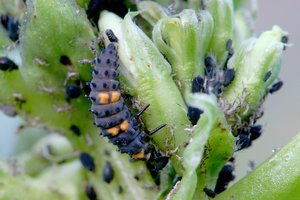 forum-larve-DSC02085.jpg forum-larve-DSC02085.jpg