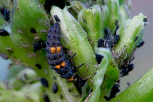 forum-larve-2DSC02085.jpg forum-larve-2DSC02085.jpg