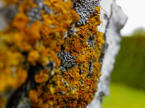 Flechten an Birke.jpg