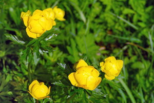 Ammerwald-Oberjoch_004_Bildgröße ändern.jpg