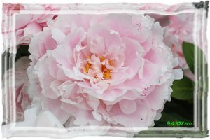 Pfingstrosel 1.jpg Pfingstrosel 1.jpg