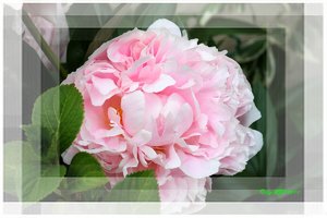 Pfingstro 5.jpg Pfingstro 5.jpg