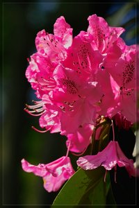 Hügelpark-SD10 - IMG06992_2.jpg Hügelpark-SD10 - IMG06992_2.jpg