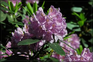 Hügelpark-SD15 - SDIM5141.jpg Hügelpark-SD15 - SDIM5141.jpg