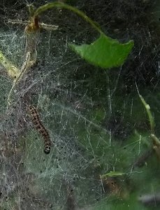 Neues vom Wegrand SDIM0880 SD15 + 18-200 OS(c) PPf..jpg