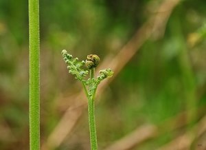 Neues vom Wegrand SDIM0886 SD15 + 18-200 OS(c) PPf..jpg