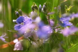 Neues vom Wegrand SDIM0897 SD15 + Sonnar 135mm l(c) PPf..jpg