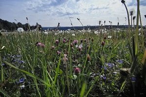 Aus der Wiese IMG09114 SD9 + 10-20(c) PPf..jpg