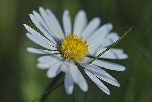 Aus der Wiese IMG09081 SD9 + 105(c) PPf..jpg