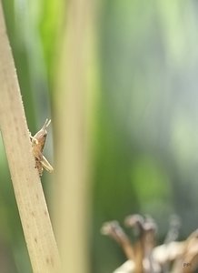 Aus der Wiese IMG09101 SD9 + 105(c) PPf..jpg