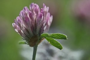 Aus der Wiese IMG09109 SD9 + 105(c) PPf..jpg