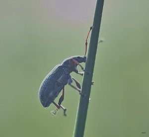 Aus der Wiese IMG09151 SD9 + Helios 58mm(c) PPf..jpg