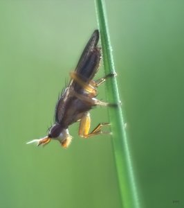 Aus der Wiese IMG09142 SD9 + Helios 58mm(c) PPf..jpg