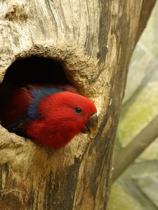 comp_Roter Ara_zwei.jpg