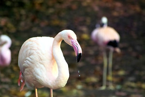 1_SDIM4252s.jpg 1_SDIM4252s.jpg