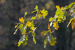 1_SDIM4289s.jpg 1_SDIM4289s.jpg