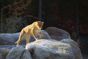 1_SDIM4339s.jpg 1_SDIM4339s.jpg