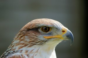 forum-ffm-falkenhof-DSC02259.jpg forum-ffm-falkenhof-DSC02259.jpg