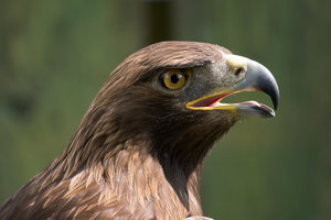 P1030972-2.jpg P1030972-2.jpg