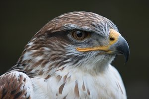 comp_SDIM4491_1 Kopie_G1.jpg