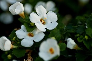 kleine Blüte 1..jpg