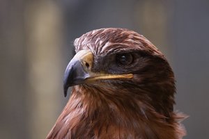 comp_SDIM4576_1 Kopie_G1.jpg